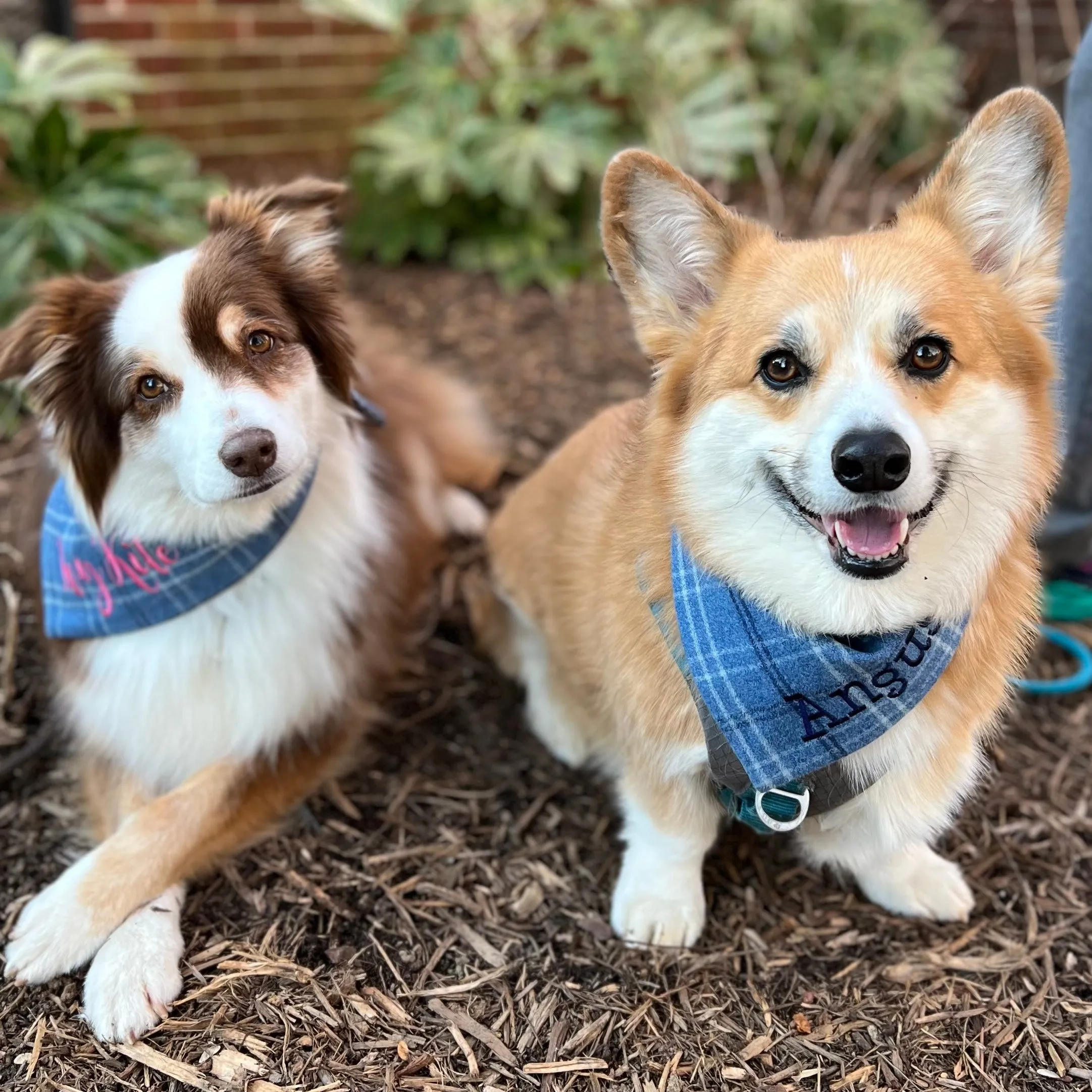 Flannel Custom Dog Bandanas with Name Embroidered