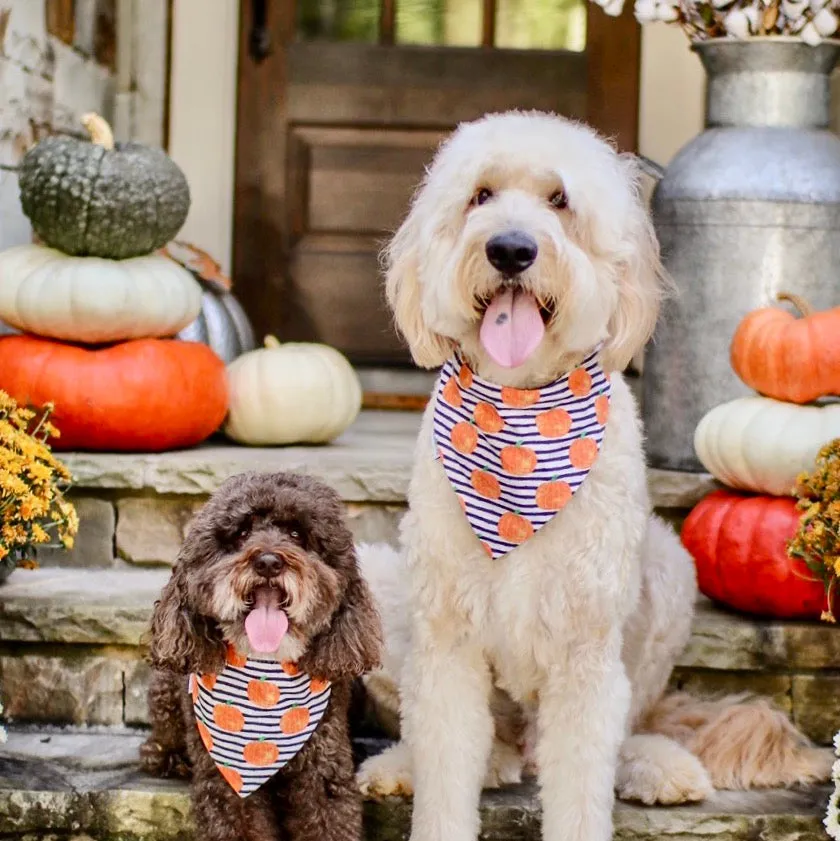 Pumpkins and Fall Harvest Pet Bandanas